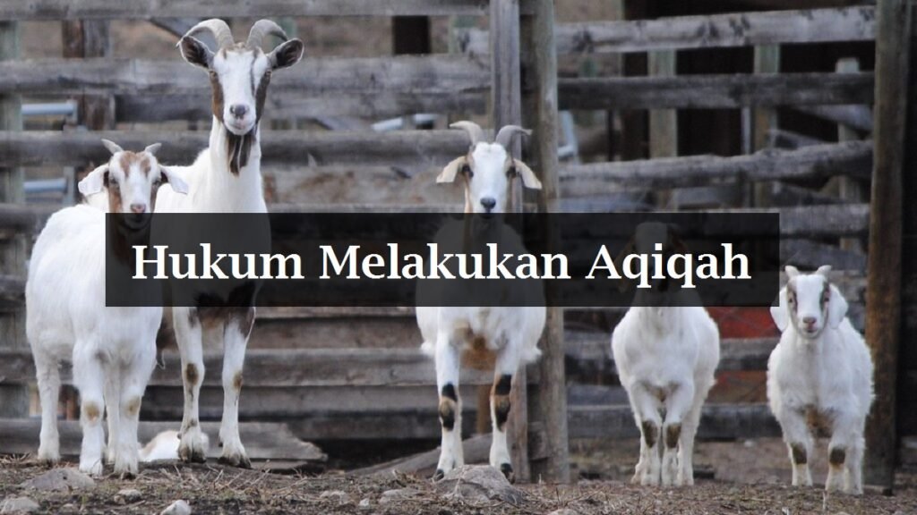 Hukum Melaksanakan Aqiqah. Wajib Atau Sunat Sahaja? - Aku Muslim