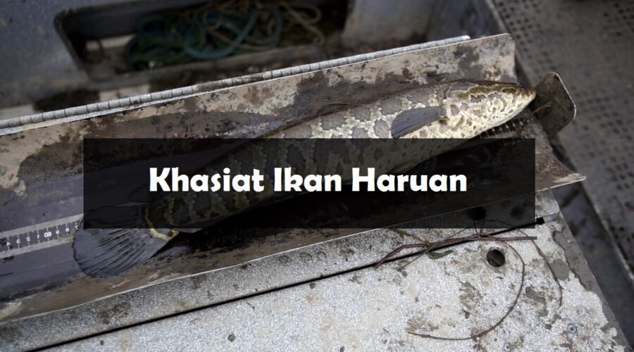 khasiat ikan haruan