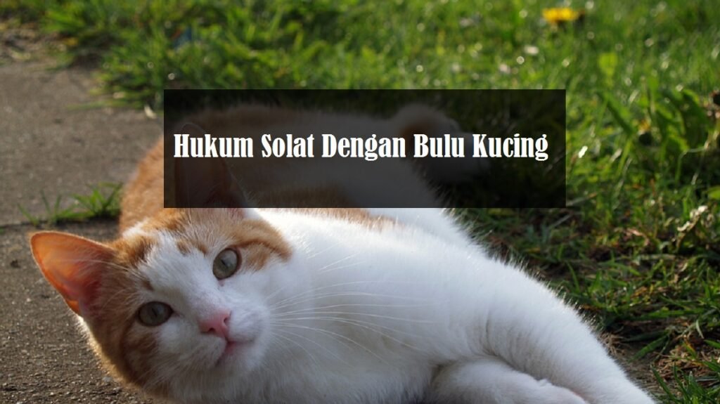 hukum solat dengan bulu kucing