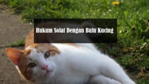 Hukum Solat Dengan Bulu  Kucing  Boleh atau Tidak Aku Muslim