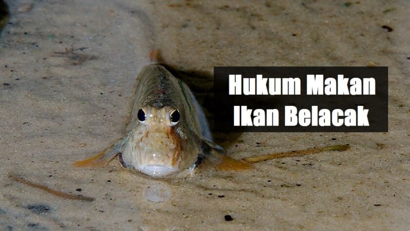 Boleh Ke Makan Ikan Belacak